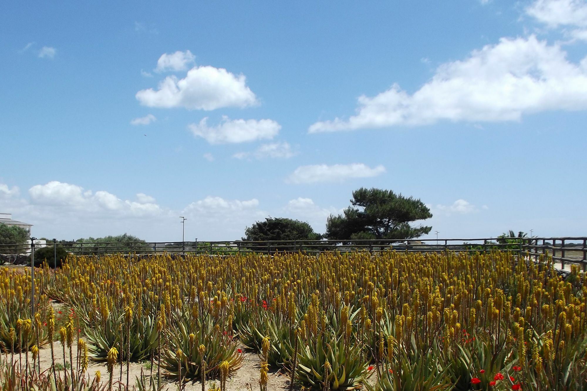 Il Giardino Delle Aloe Favignana Exterior foto